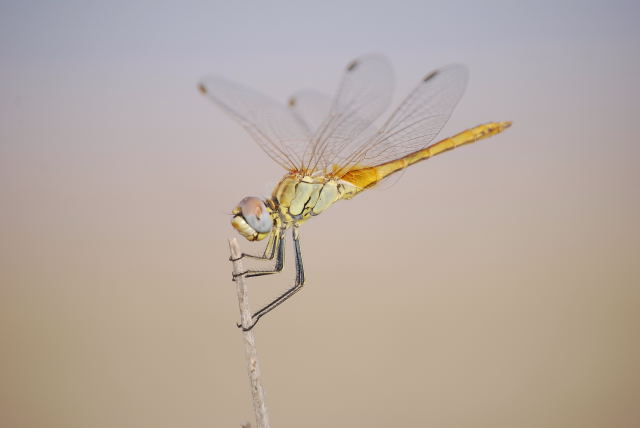 Sympetrum fonscolombei