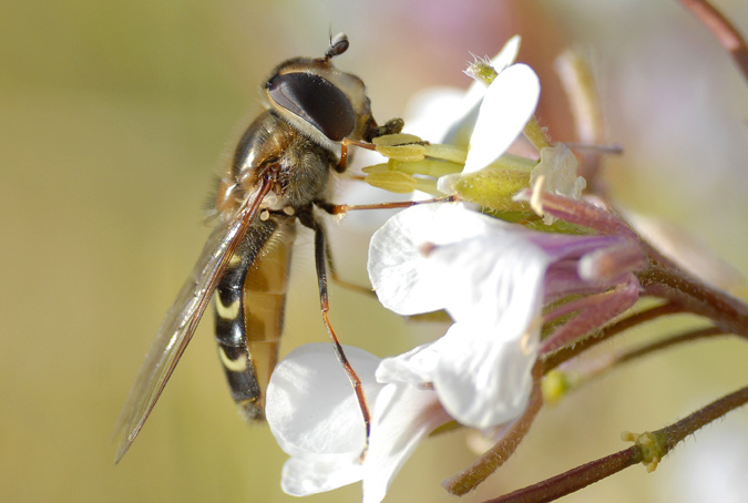 dípter (Sirphus ribesii)