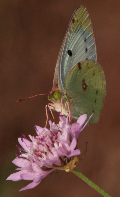 Colias hyale pièrids