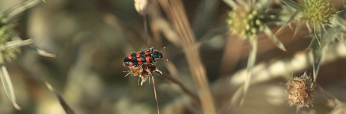 Trichodes leucopsideus