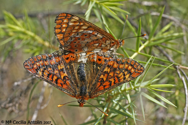 Euphydryas