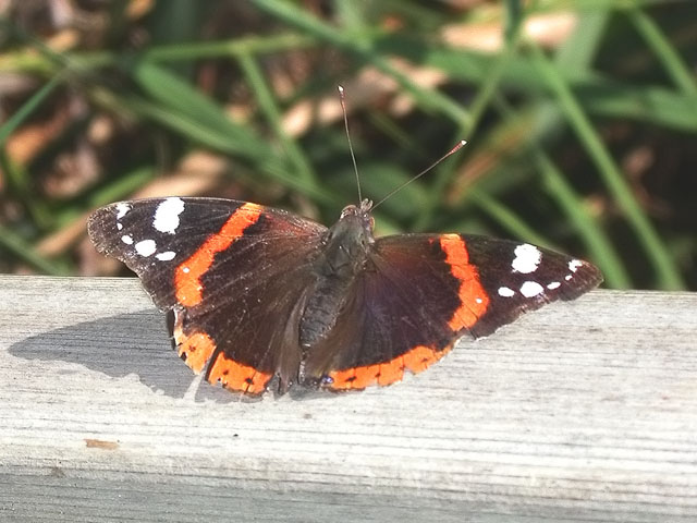 Vanessa atalanta