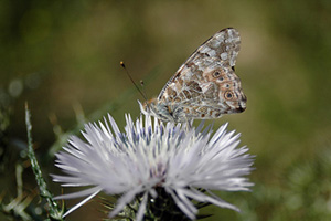 Vanessa Cardui