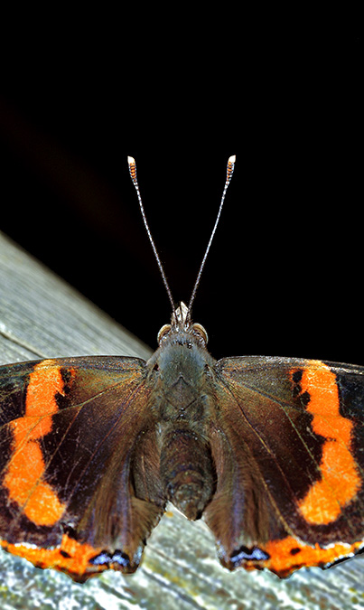 Vanessa Atalanta