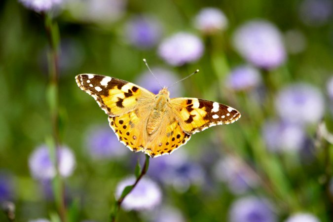 Vanessa Cardui