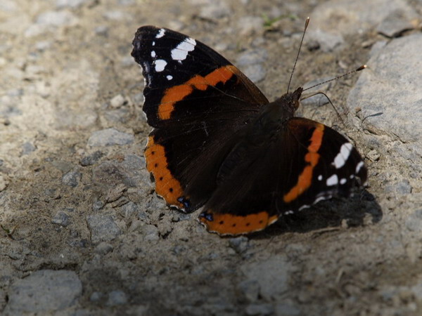 Vanessa atalanta