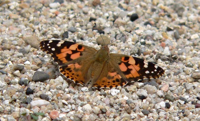 Vanessa cardui