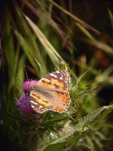 Vanessa cardui