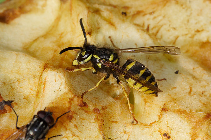 Paravespula vulgaris