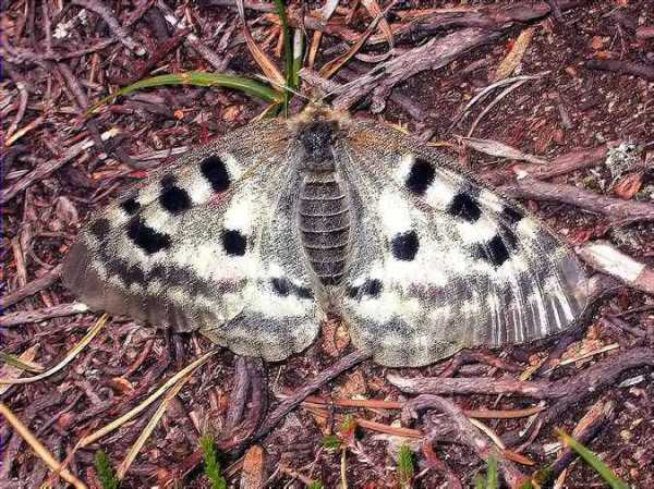 Apolo 2 (Parnassius apollo)