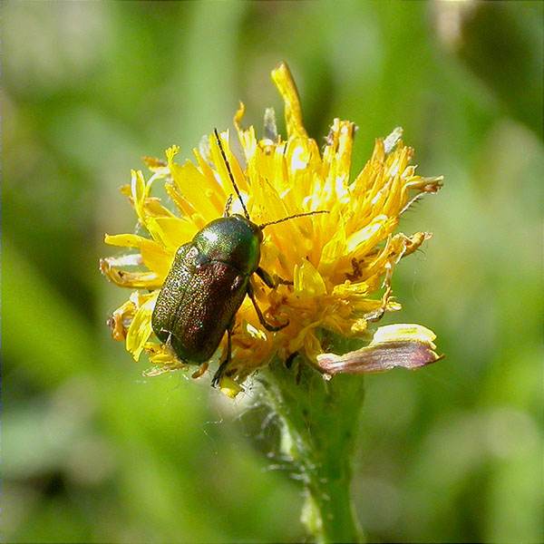 Cryptocephalus hypochaeridis