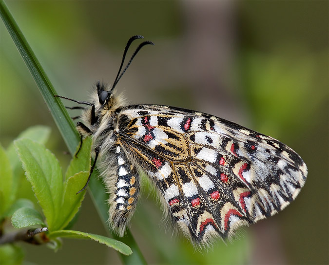 Zerynthia rumina