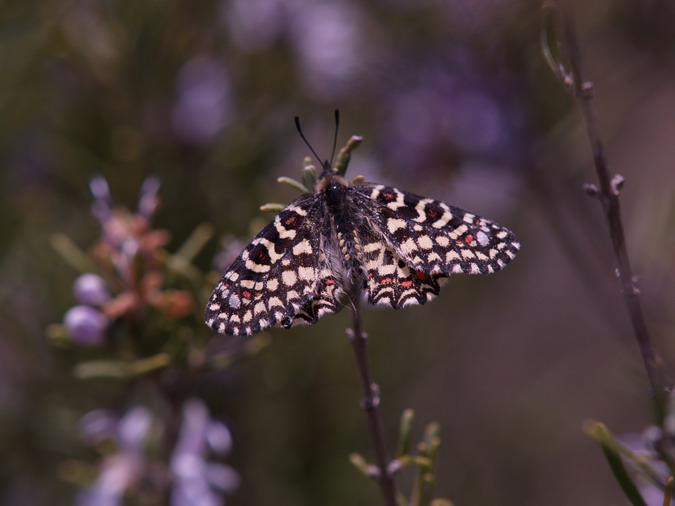 Zerynthia rumina