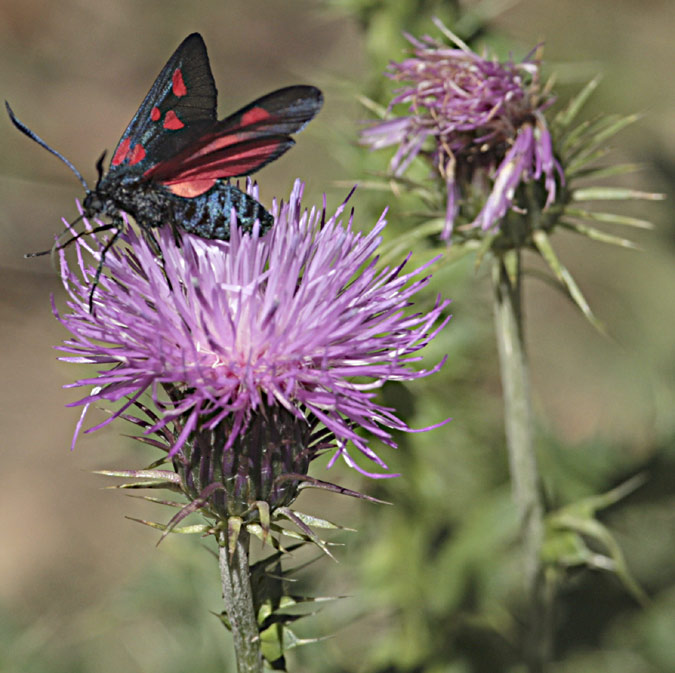 Zigena de cinc punts (Zygaena trifolii)