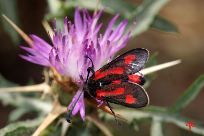 Zygaena sarpedon - 2