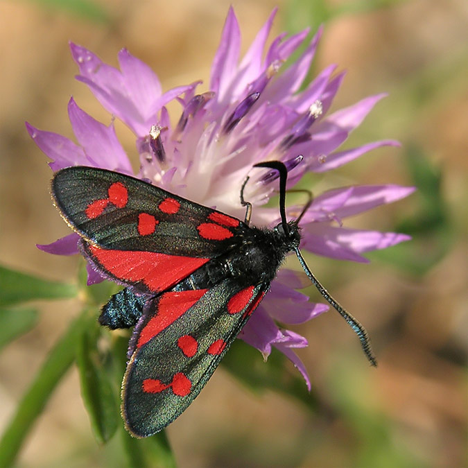 Zigaena filipendulae