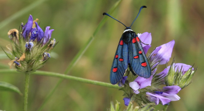 Zygaena gitanes