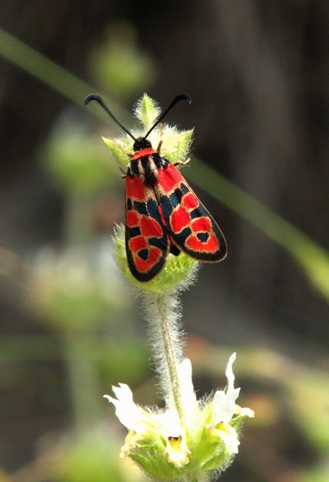 Zygaena hilaris