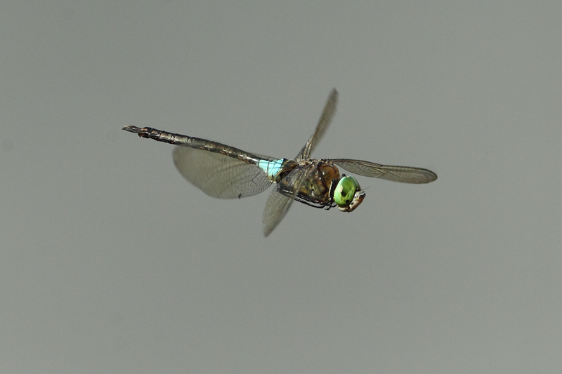 Libellula