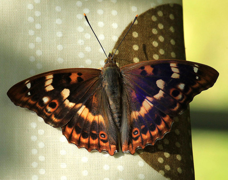 Tornassolada gran  (Apatura iris).