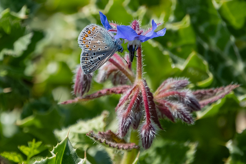 Blaveta lluent. Polyommatus bellargus