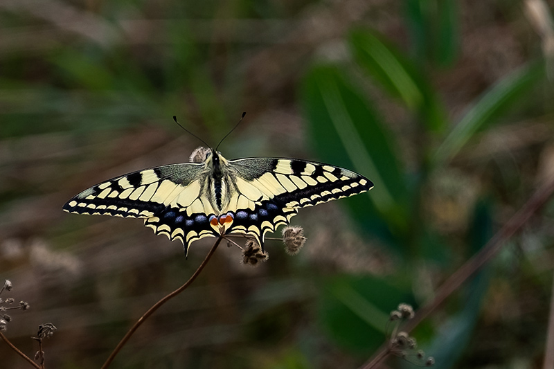 Papallona reina (Papilio machaon)