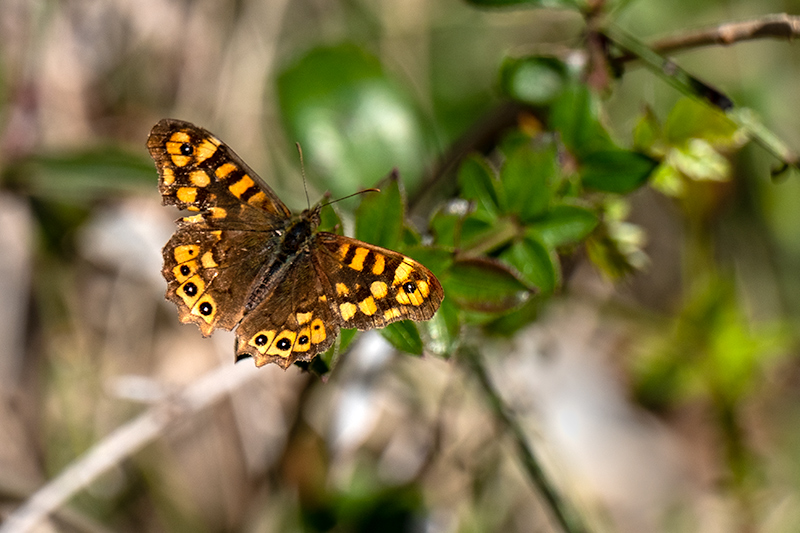 Bruna boscana (Pararge aegeria)