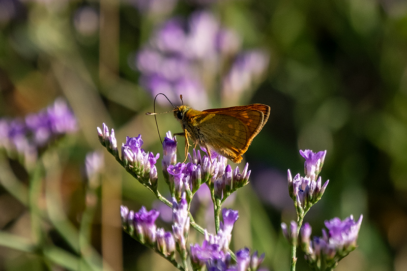 Dard fosc (Ochlodes sylvanus),