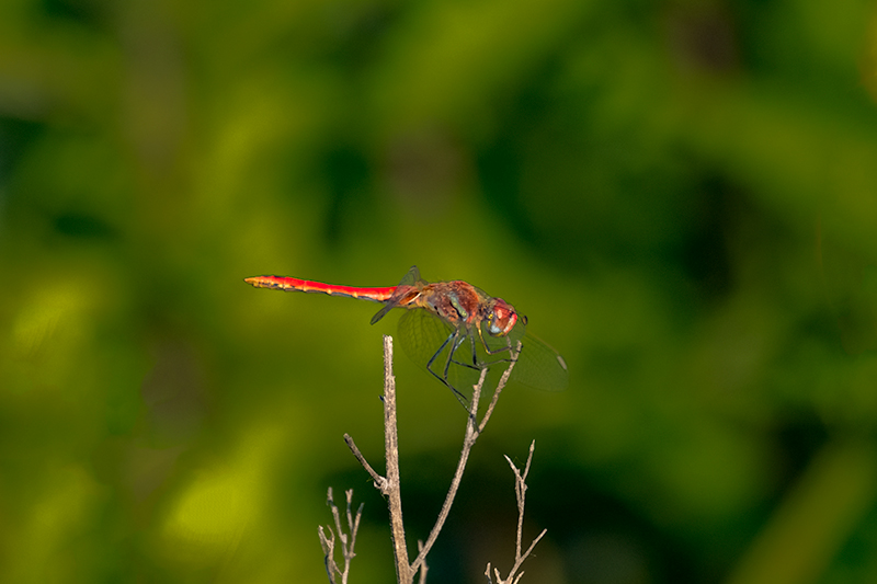 Pixaví estriat ( Sympetrum striolatum )