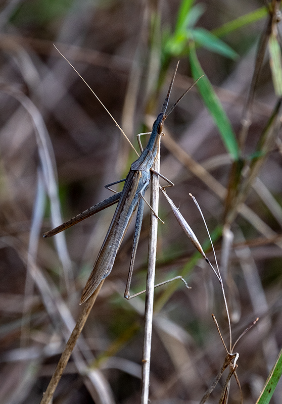 acrida cinerea