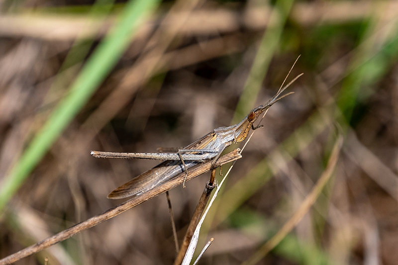 acrida cinerea