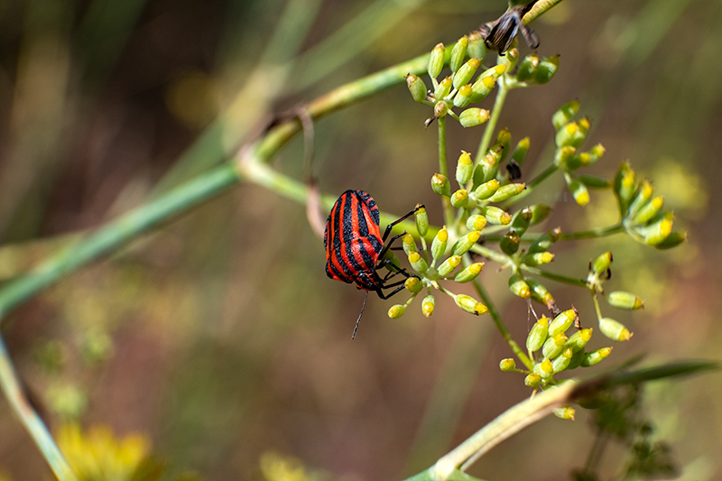 Bernat vermell (Graphosoma lineatum)