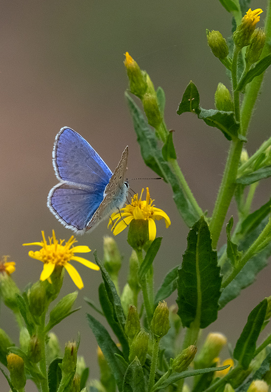 Blaveta comuna  Lysandra bellargus .