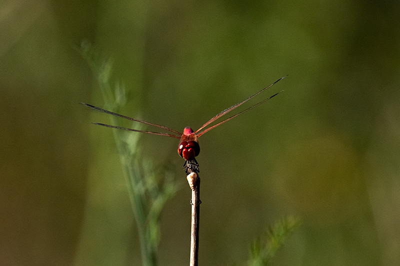 Libèl·lula (Crocothemis erythraea)