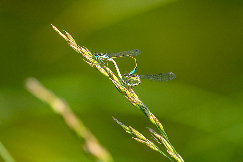 Ischnura graellsii. Llantió iberomagribí