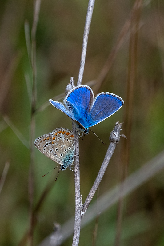 Blaveta comuna  Lysandra bellargus .