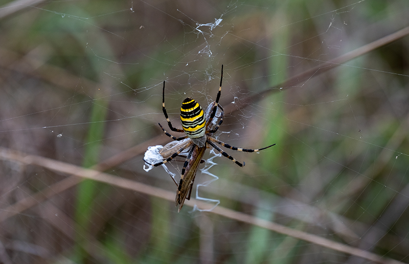 La tigre. Argiope bruennichi