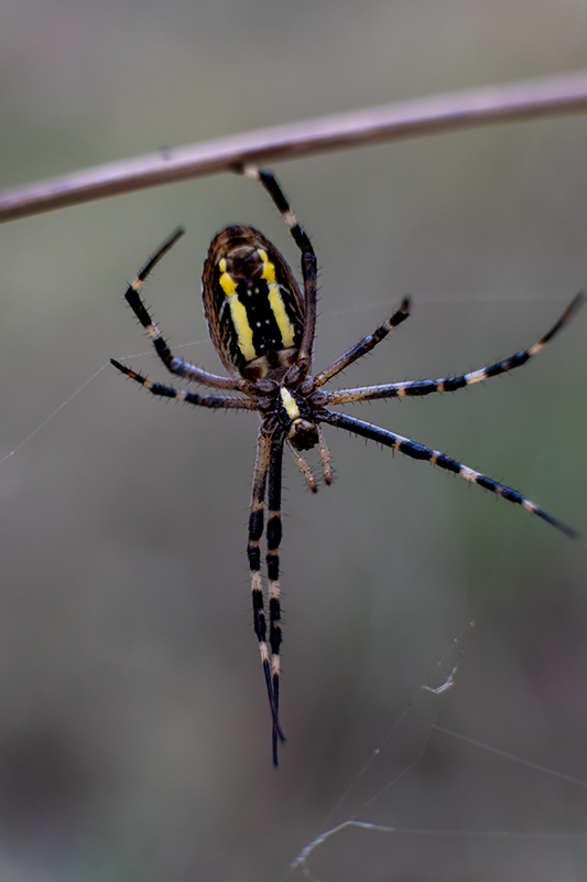 La tigre. Argiope bruennichi