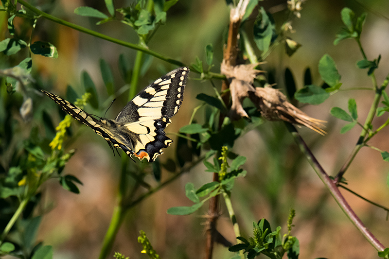 Papallona reina. ( Papilio machaon )