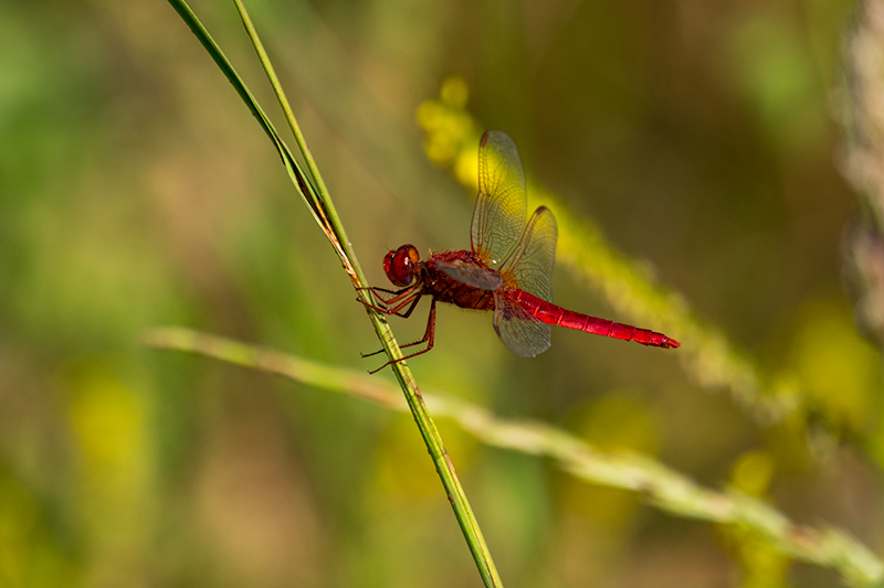 Crocothemis erythraea. Sagnador escarlata