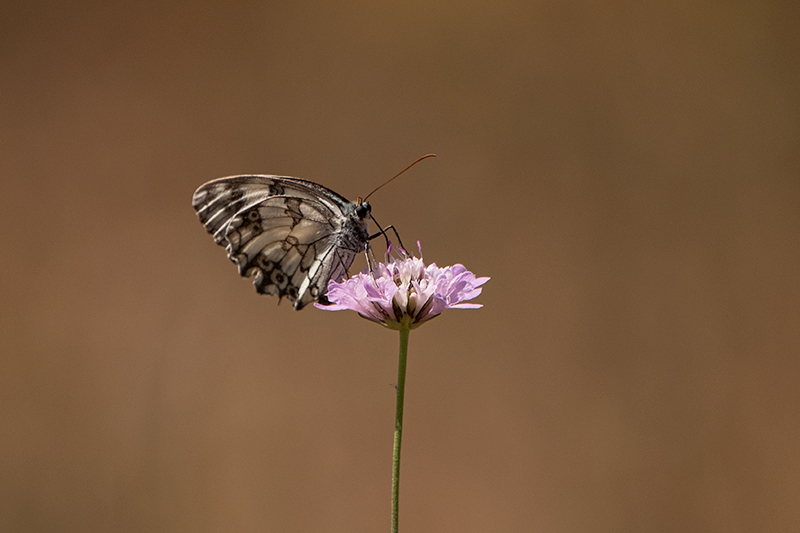 Escac ibèric (Melanargia lachesis)