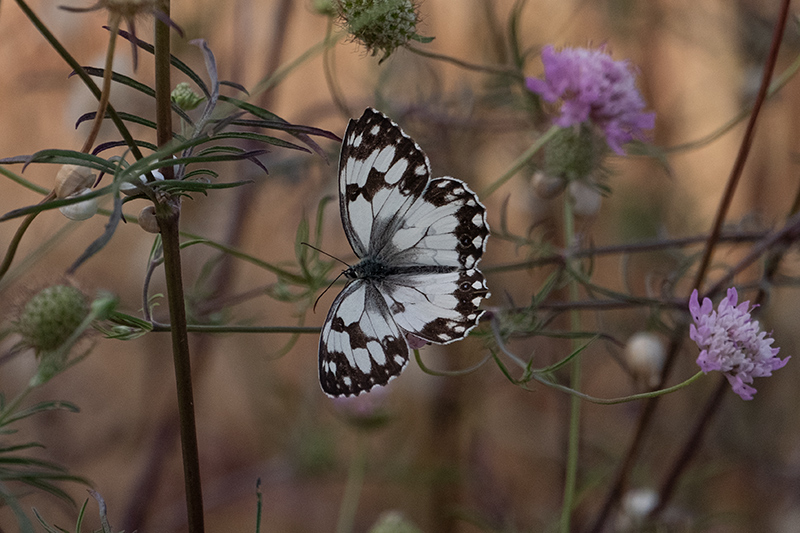 Escac ibèric (Melanargia lachesis)