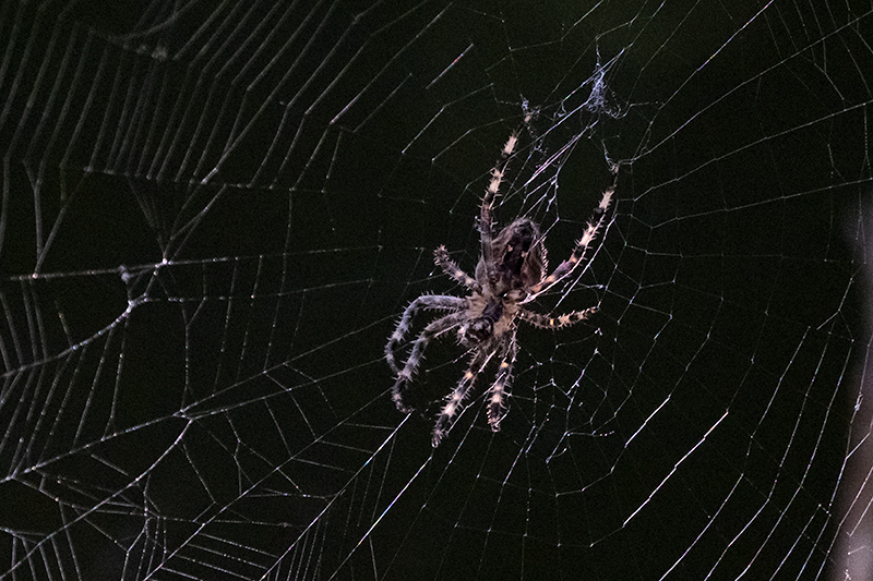 Aranya de la creu. Araneus diadematus