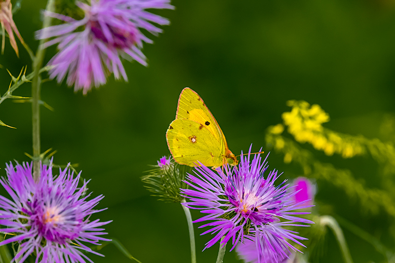 Safranera de l’alfals (Colias croceus)