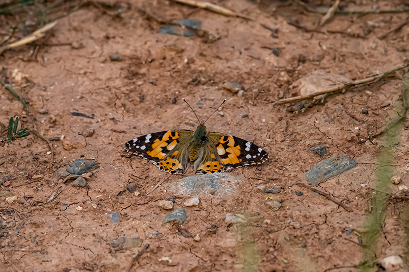 Papallona dels cards (Vanessa cardui )