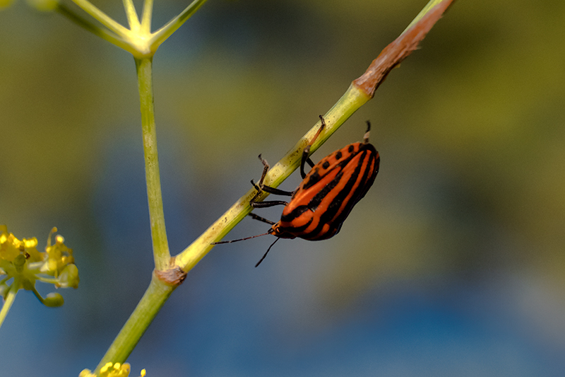 Bernat vermell (Graphosoma lineatum)