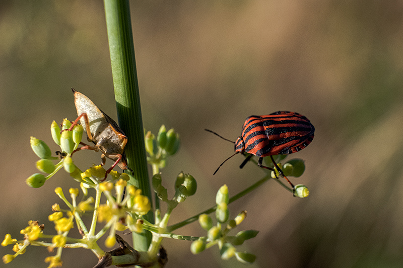 Bernat vermell (Graphosoma lineatum)  i  Bernat pudent Eysacoris fabricii.