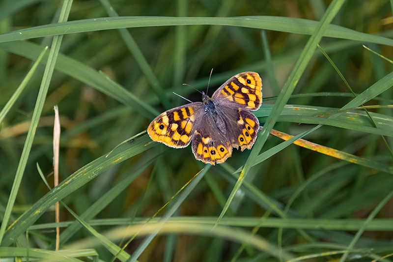 Bruna boscana (Pararge aegeria)