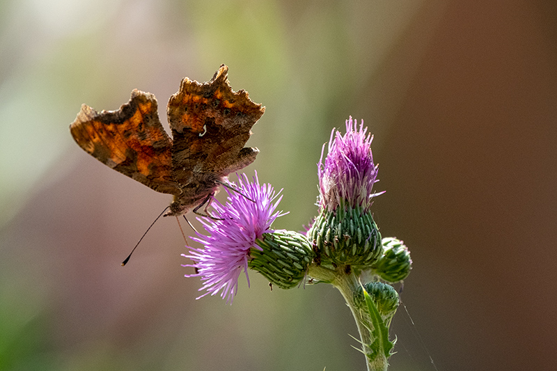 Papallona de la col blanca. Polygonia c