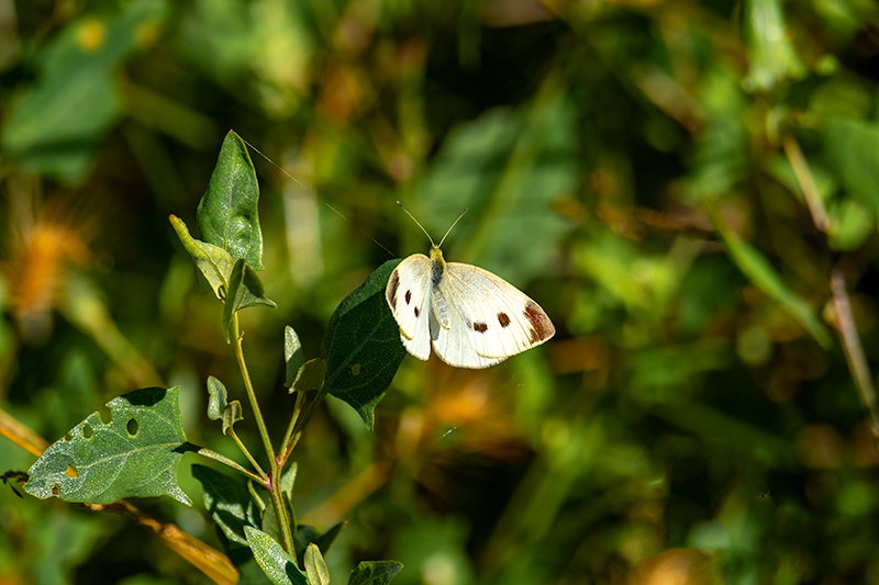 Blanca de la col (Pieris brassicae)